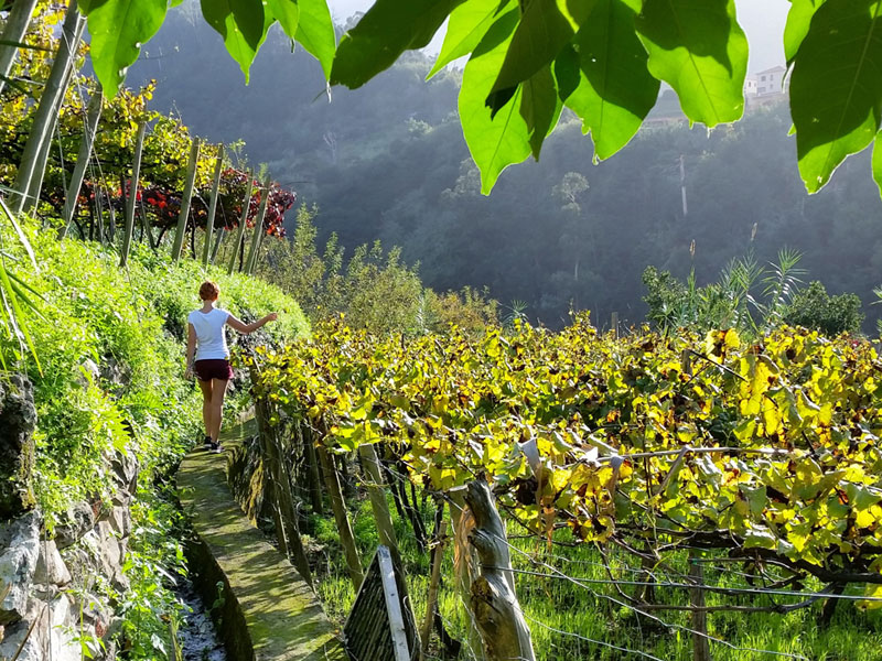 A girl in the vineyards in Madeira
